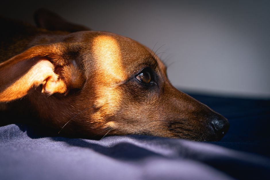 Zwart-witte foto van hond met kleurrijke lijst. Zwart-witte foto van hond met kleurrijke lijst.