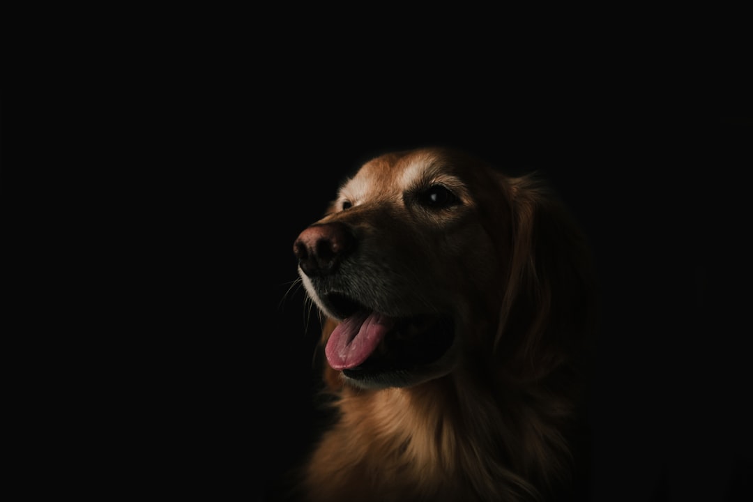 Foto’s van je hond als kunstzinnige wanddecoratie
