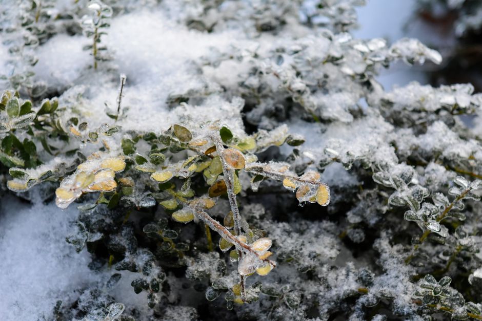 Wintergroene hulststruik met knalrode bessen. Wintergroene hulststruik met knalrode bessen.