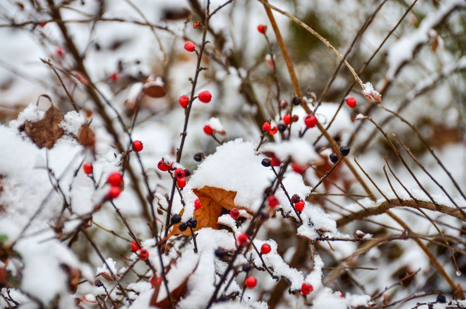 Betoverende winterharde planten voor de herfst- en wintertuin