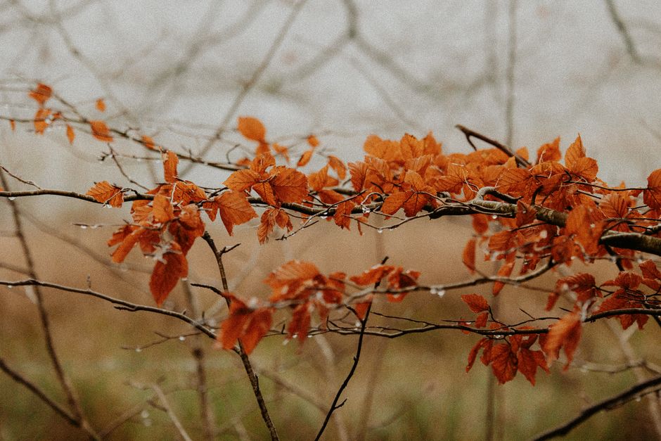Gezellig, kleurrijk wandkleed in herfststijl. Gezellig, kleurrijk wandkleed in herfststijl.