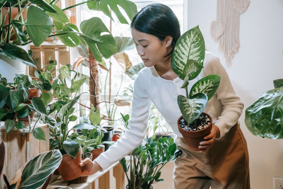 Sfeervolle woonkamer met onderhoudsarme planten.